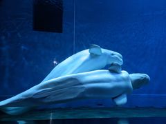 -芜湖新华联大白鲸海洋公园
