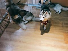 -Husky Go! 哈士奇体验馆·宠物咖啡厅狗咖
