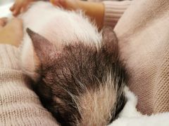 -浣熊柯尔鸭土拨鼠·电玩咖
