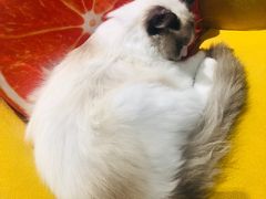 -藏猫猫咖啡主题馆(中央大道店)