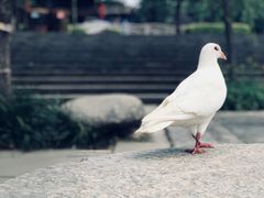 -曲江薰衣草庄园