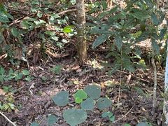 -热带雨林自然公园