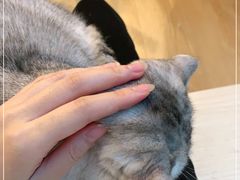 -猫咪派对(江南西店)