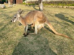-泉州海丝野生动物世界