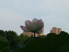 -陈家山荷花公园