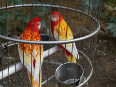 -南宫五洲植物乐园