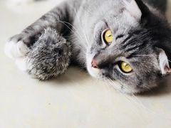 -瑞鹏宠物医院·骨科·猫科·内科(第一中心)