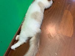 -李小姐の猫咖啡馆(五角场店)
