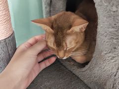 -猫小院猫主题餐厅(三里屯店)