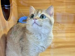 -猫十亿·布偶金渐层·曼基康矮脚猫舍(青年路店)