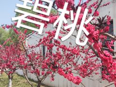 -石家庄市植物园