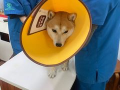 -瑞派动物医院·绝育·犬猫全科·预防医学(光景江南中店)