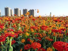 -映月湖中央公园