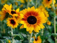 -海心沙亚运公园