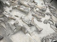 -自贡恐龙博物馆