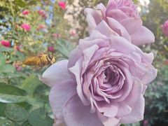 -人民公园(罗湖区)