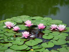 -国家植物园南园