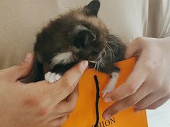 -艾贝尔宠物医院·24H转诊中心·肿瘤猫专科(江宁双龙店)