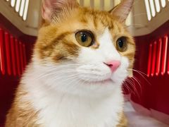-北京观赏动物医院·24小时大型综合·猫专科·异宠专科