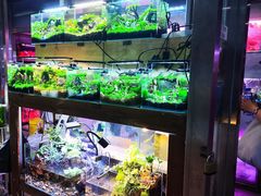 -花鸟鱼虫鲜花绿植市场(玉泉路店)