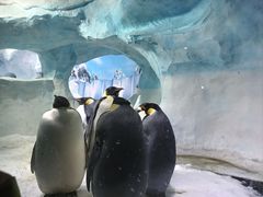 -海合安成都极地海洋公园