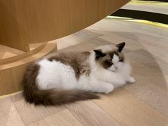-CAT’S MEWSTAR CAFE·喵星球猫屋(晴湾咖啡店)