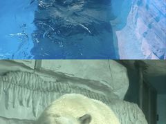 -泉城欧乐堡海洋极地世界