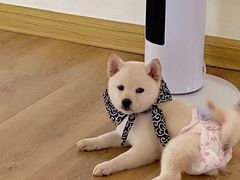 -柴犬小屋·柴餐厅·狗咖食堂(金鼎广场店)