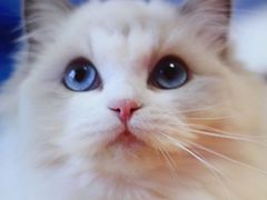 -Bastet sally猫舍购宠(静安店)