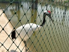 -盐城丹顶鹤湿地生态旅游区