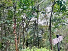 -神光山国家森林公园