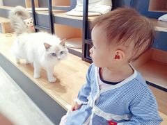 -瞄一喵猫咖(格力海岸店)