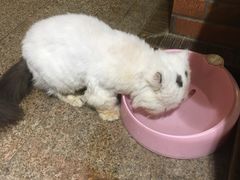 -more than meow吴止猫主题餐厅(承德 中船汇店)