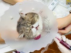 -北京观赏动物医院·24小时大型综合·猫专科·异宠专科