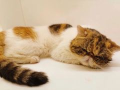 -猫小院猫主题餐厅(三里屯店)
