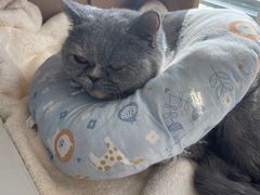 -萌兽医馆·犬猫专科·眼科中心·宠物医院(朝阳门分院)
