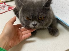 -瑞派长江宠物医院·猫科·外科·24小时夜护(谊城公寓分院)