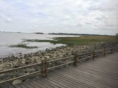 -吴淞炮台湾湿地森林公园烧烤区