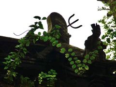 -秋霞圃