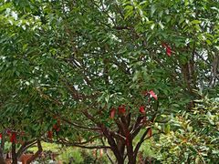 -玉水寨丽江源餐厅