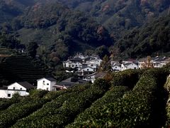 -龙井村