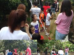 -从化深英荔枝黄皮龙眼采摘园