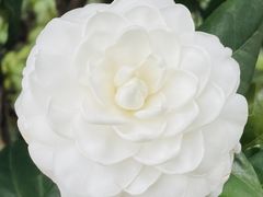 -荔湾湖公园