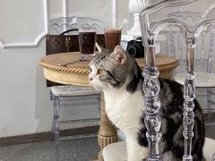 -共舞时光猫咖·狗咖(新街口店)