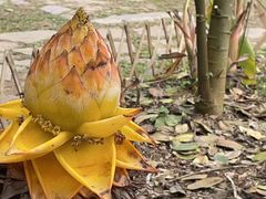 -中国科学院西双版纳热带植物园