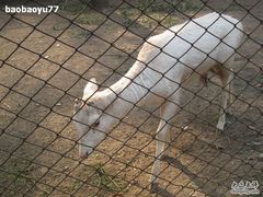 -北京麋鹿生态实验中心