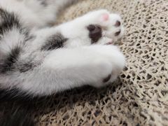 -藏猫猫咖啡主题馆(中央大道店)