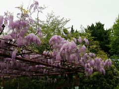 -嘉定紫藤园
