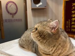 -宠爱国际动物医院·消化内科·心肾内科·ISFM猫友好(望京店)