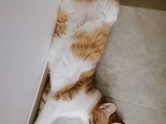 -宠颐生宠物医院·异宠猫科内科·诊疗中心宠巢店